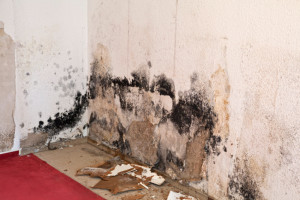 lawsuits over mold and moisture damage