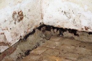 mold growth and moisture in a basement